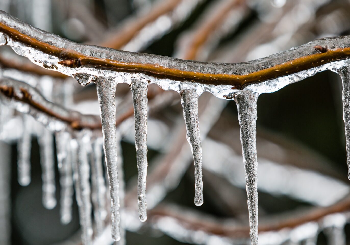 freezing-rain-on-a-branch